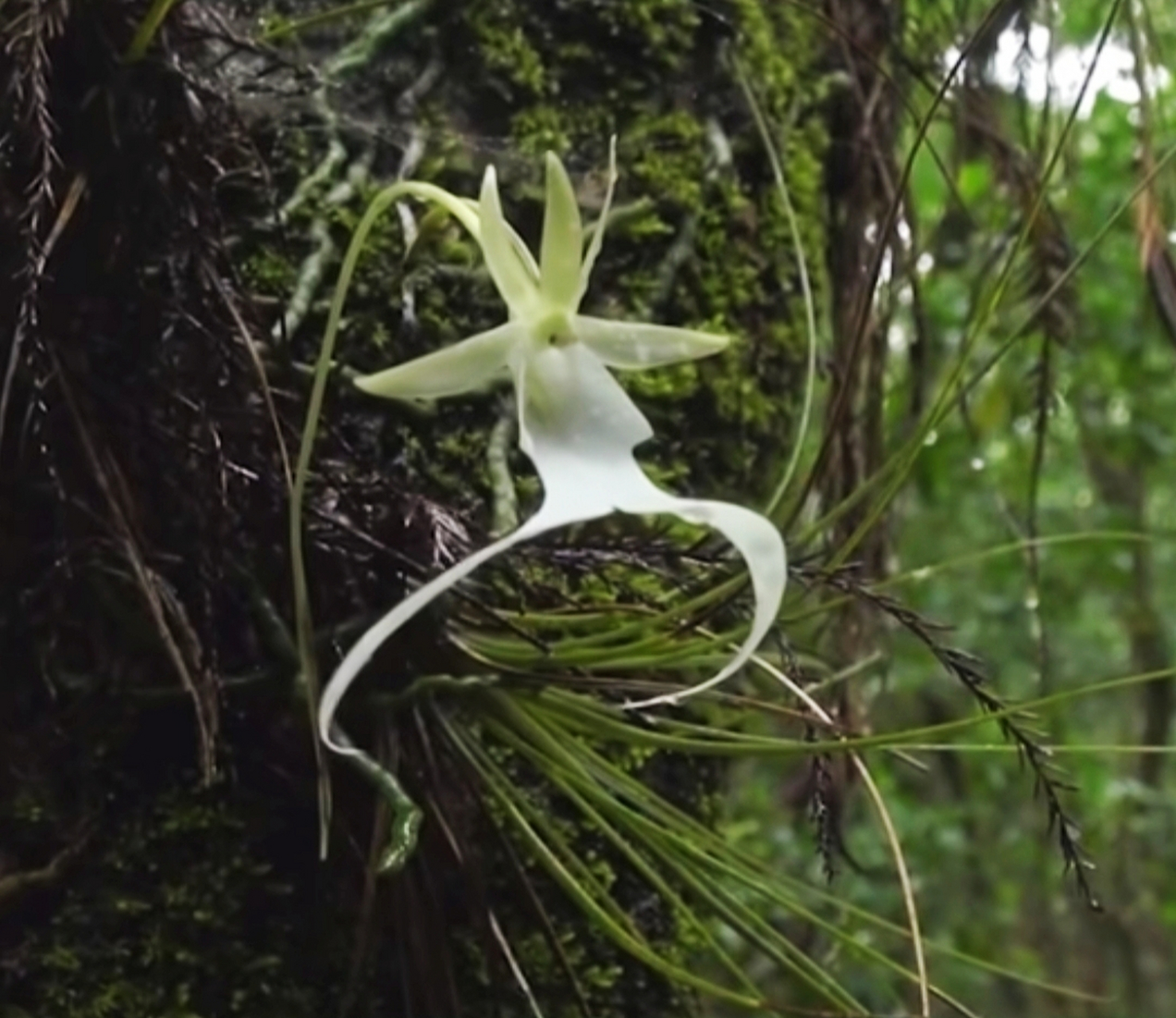 世界稀有兰花,宛如幽灵,名叫"鬼兰",很早的兰网上有记载,一株1500万