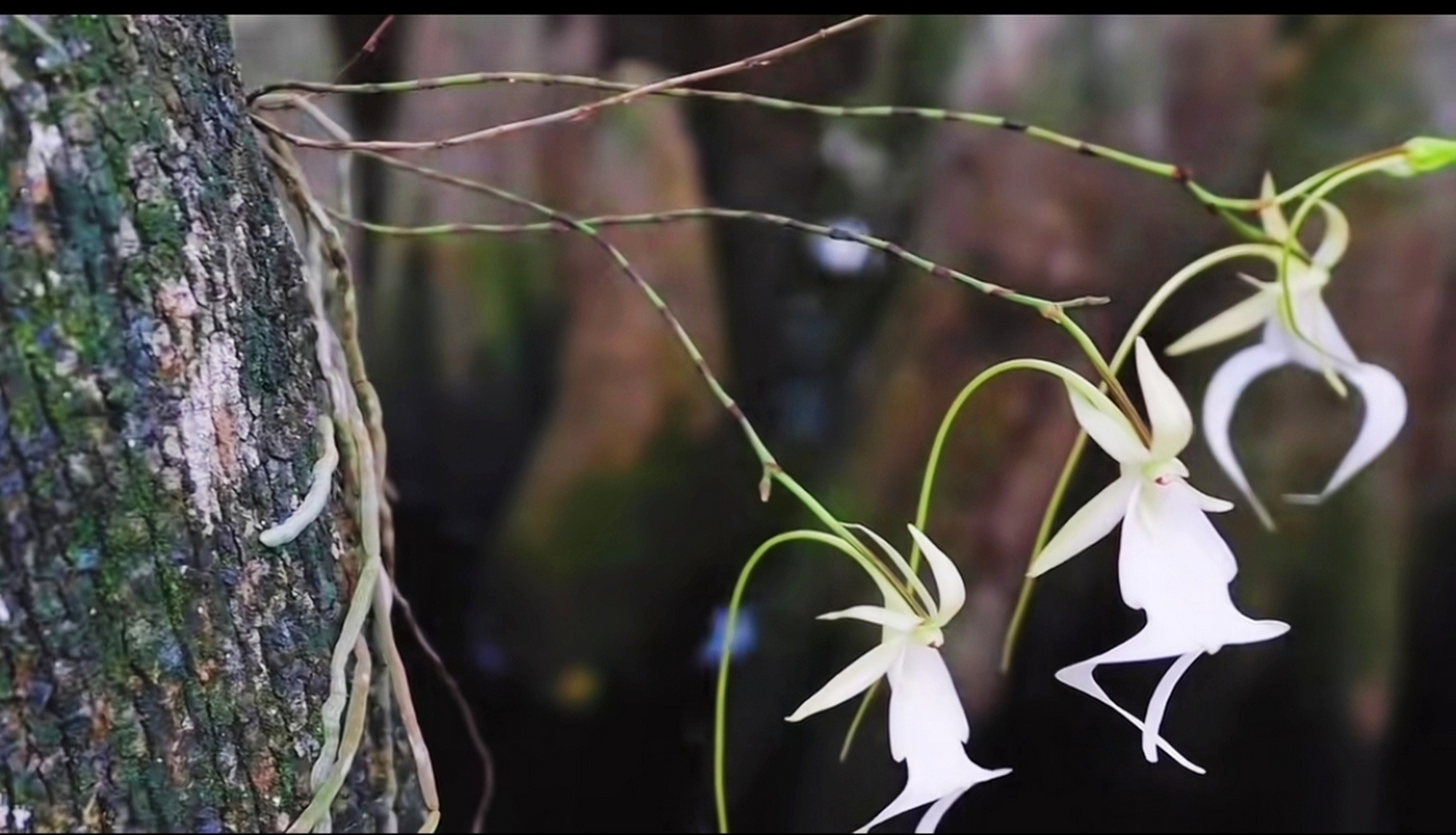 世界稀有兰花,宛如幽灵,名叫"鬼兰",很早的兰网上有记载,一株1500万