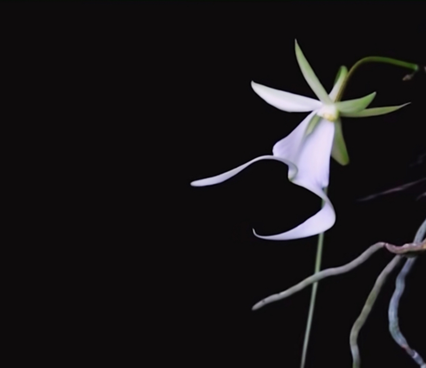 世界稀有兰花,宛如幽灵,名叫"鬼兰",很早的兰网上有记载,一株1500万