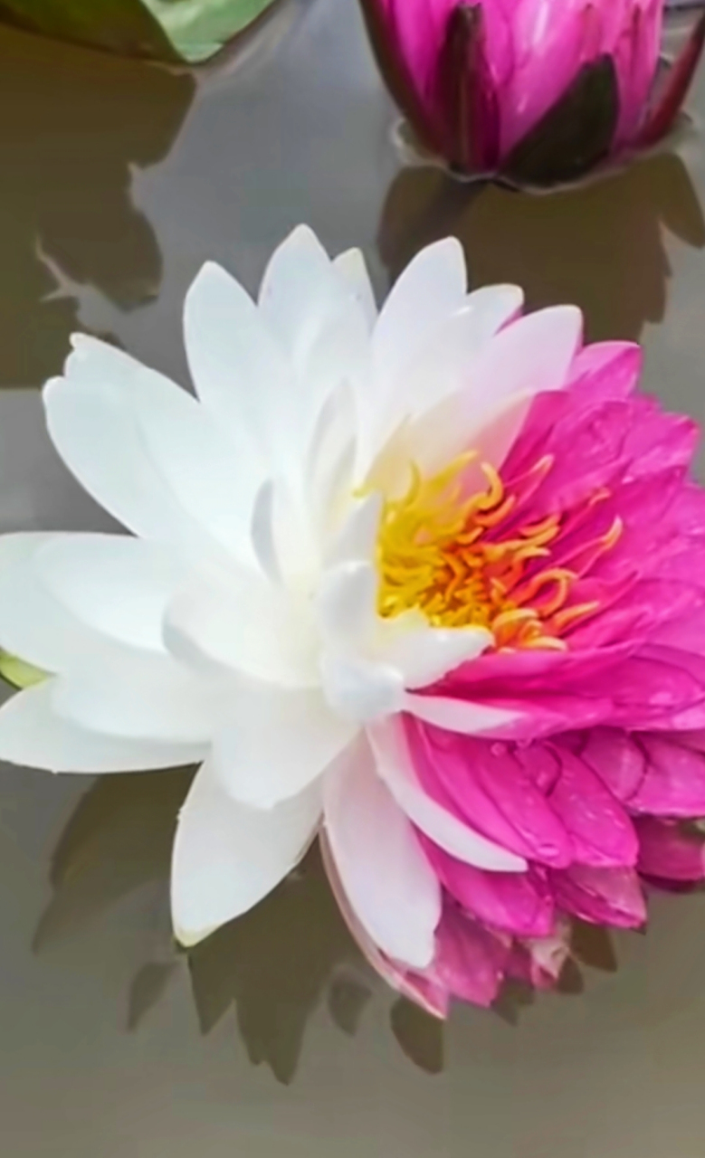 十分罕见的红白双色睡莲,五万分之一的幸运,见者好运连连