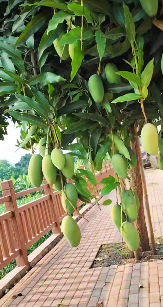 出来逛公园,看见绿化带里种的芒果结了好多,要不要摘?