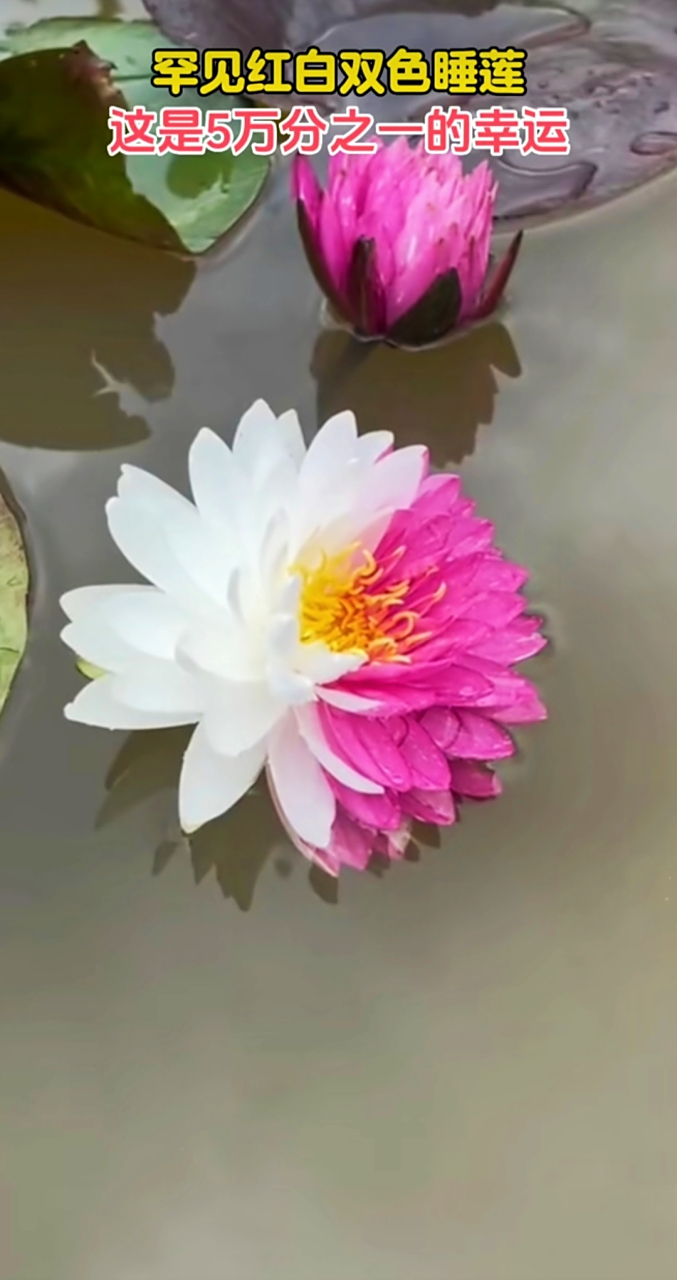 十分罕见的红白双色睡莲,五万分之一的幸运,见者好运连连