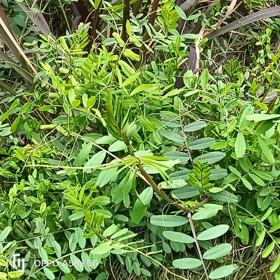 中小学教师的话筒# #读书,一个嗷嗷叫草药图片大全官司草打鼓草图片