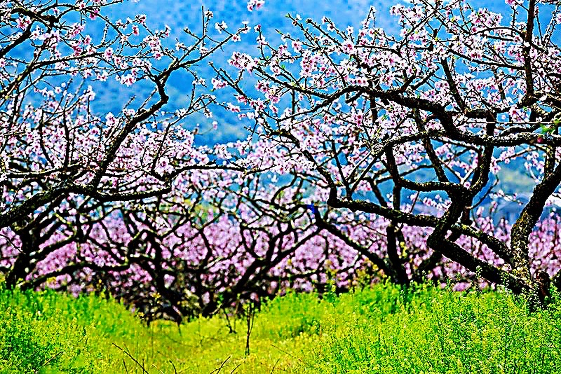 【江桦- 诗人百科 -全球诗人的百科分享社区】