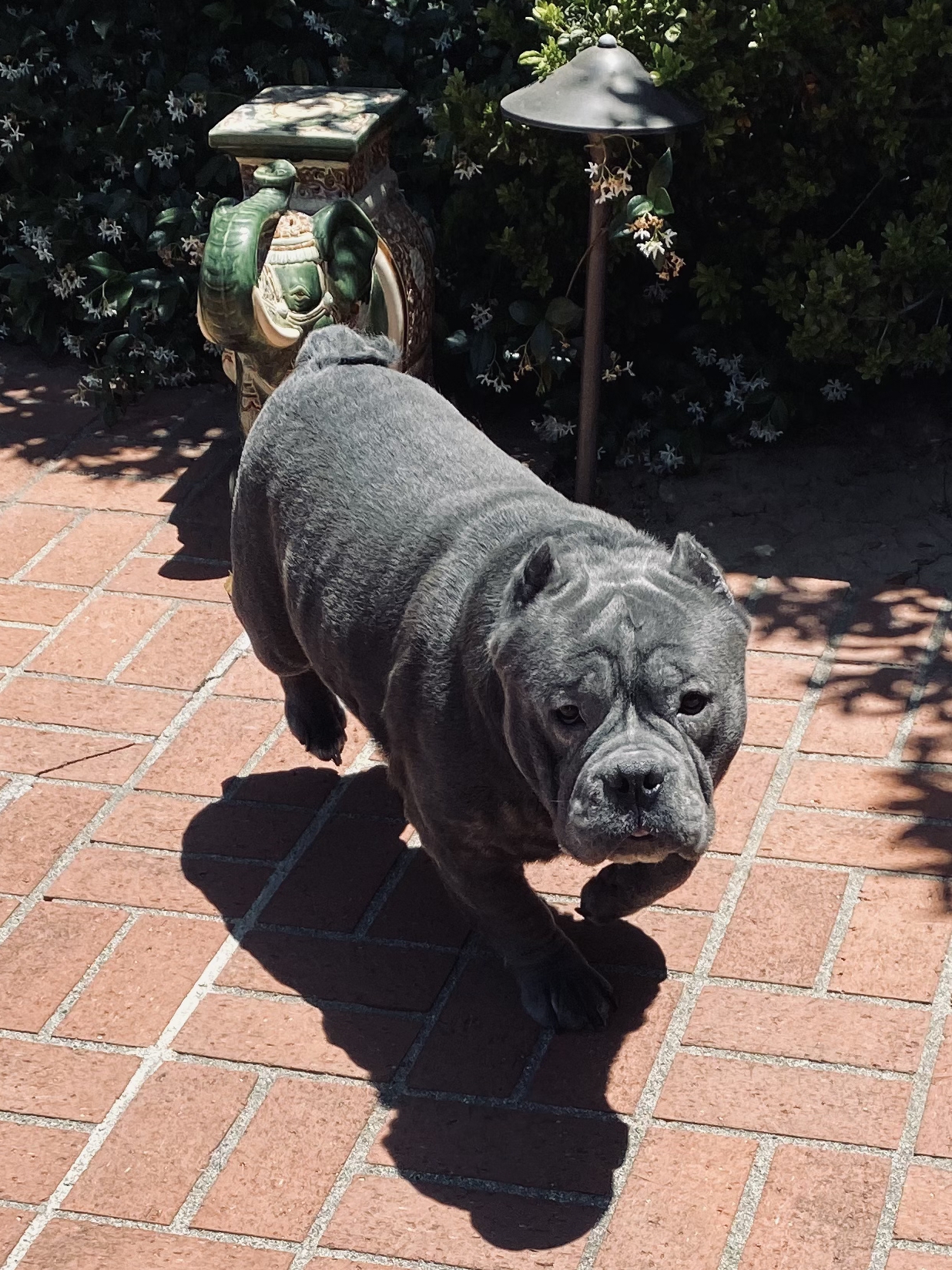 你喜欢这样的小狗狗吗?欢迎恶霸犬颜色大全黑色黑色标体恶霸犬图片