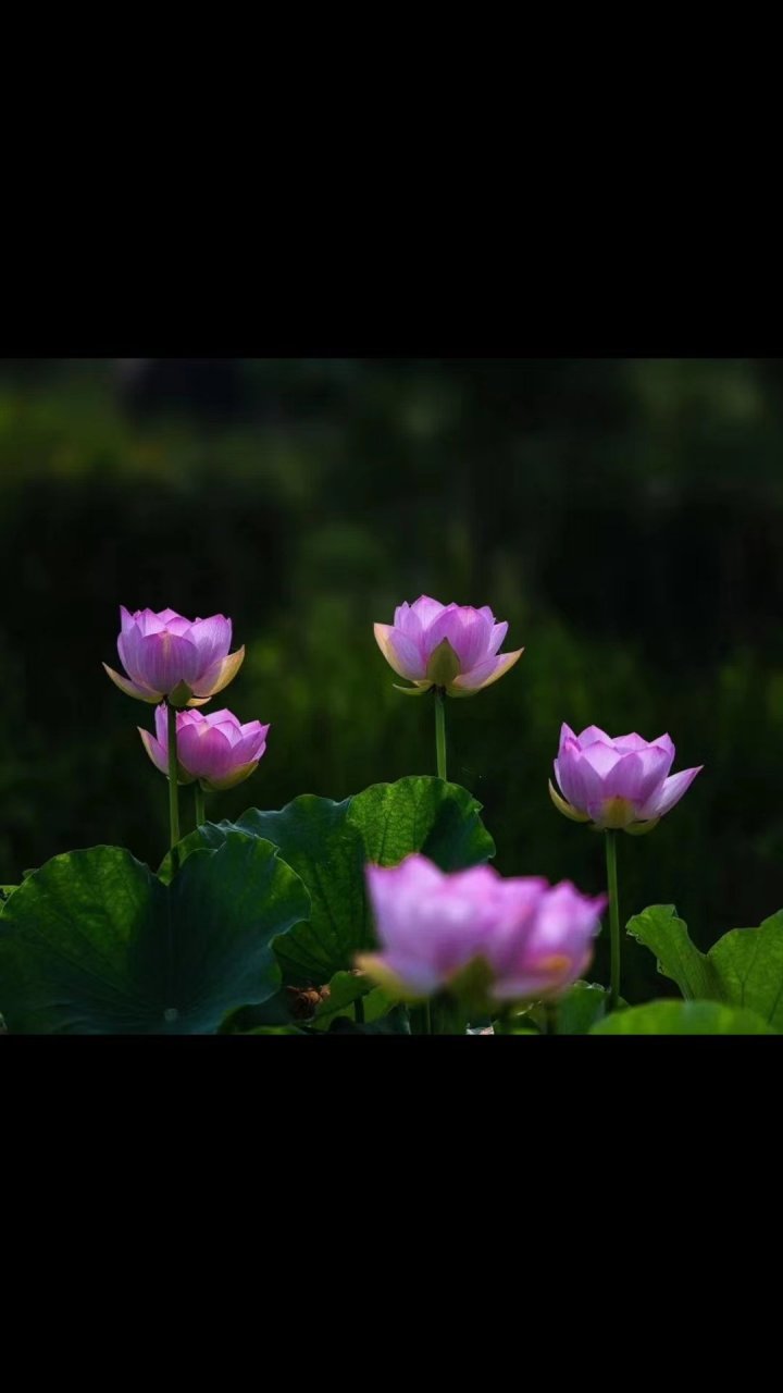 齐安郡中偶题二首·其一 唐·杜牧 两竿落日溪桥上,半缕轻烟柳影中.