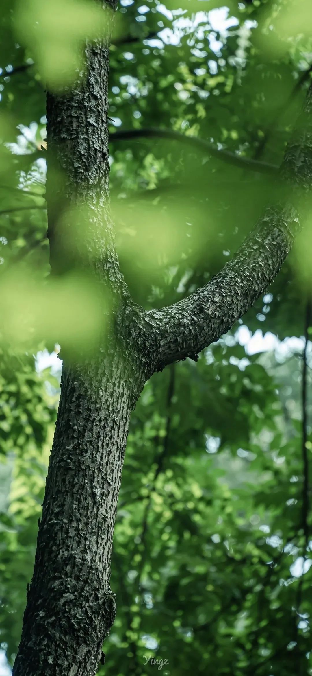 夏日炎炎,我在草地上铺开野餐垫,享受这宁静的时光.绿色系