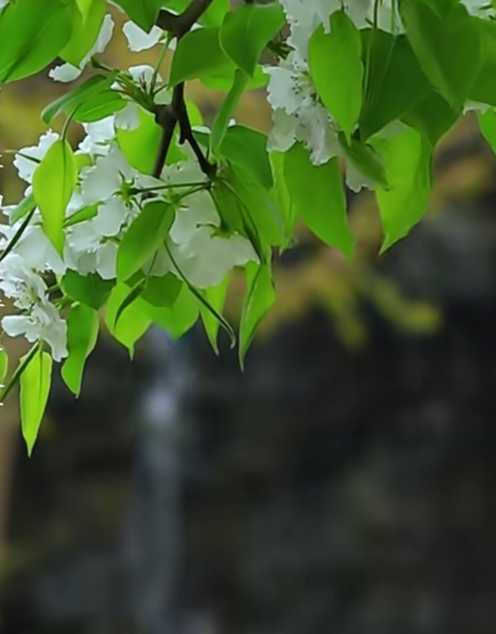 雾  雾起藏松影,风轻露鸟声. 林疏不见日,岭峻难为峰.