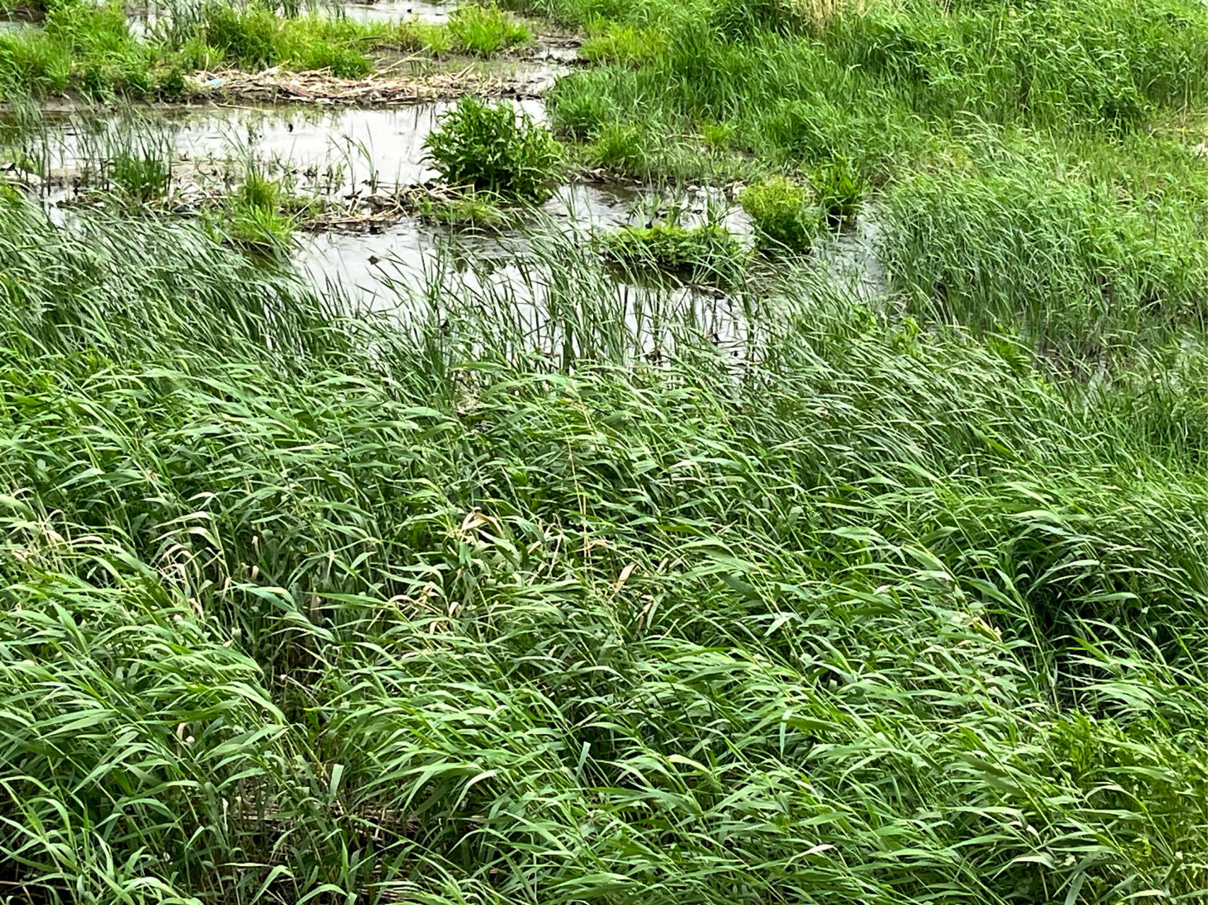 五月二十日即景  五月无炎暑,蛙声带雨凉. 溪萍随逝水,岸芷自来香.