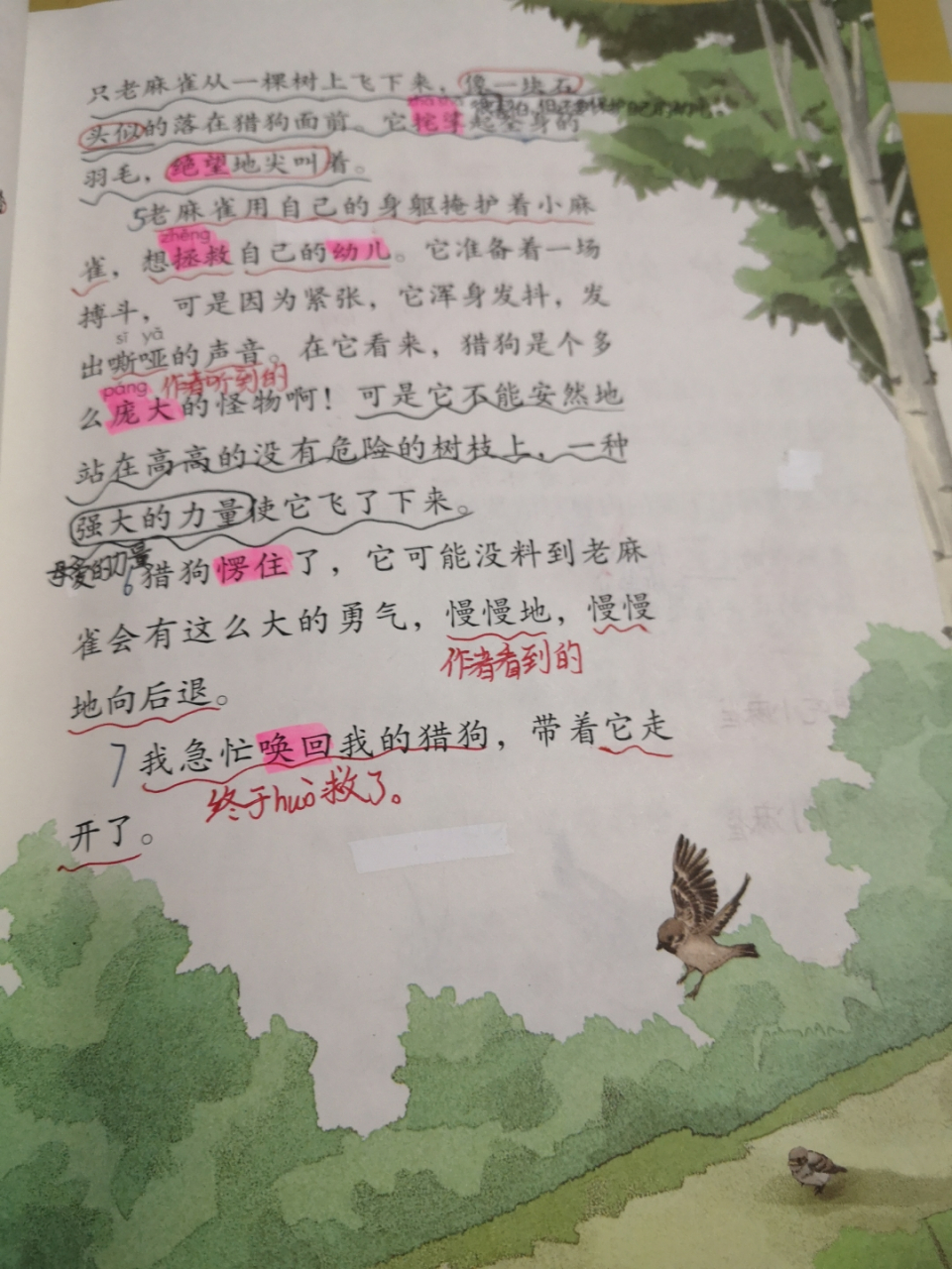 四年级上册16麻雀笔记  预习   复习 粉色画的是老师勾的词,不用抄!