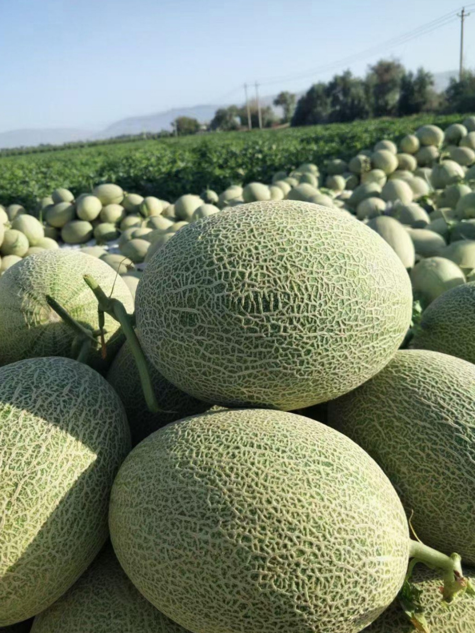 朋友们,我们家的新疆哈密瓜熟透啦!