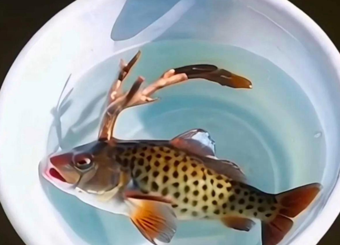 头上还生一对鹿角我活了二十几年,第一次见到这种鱼.