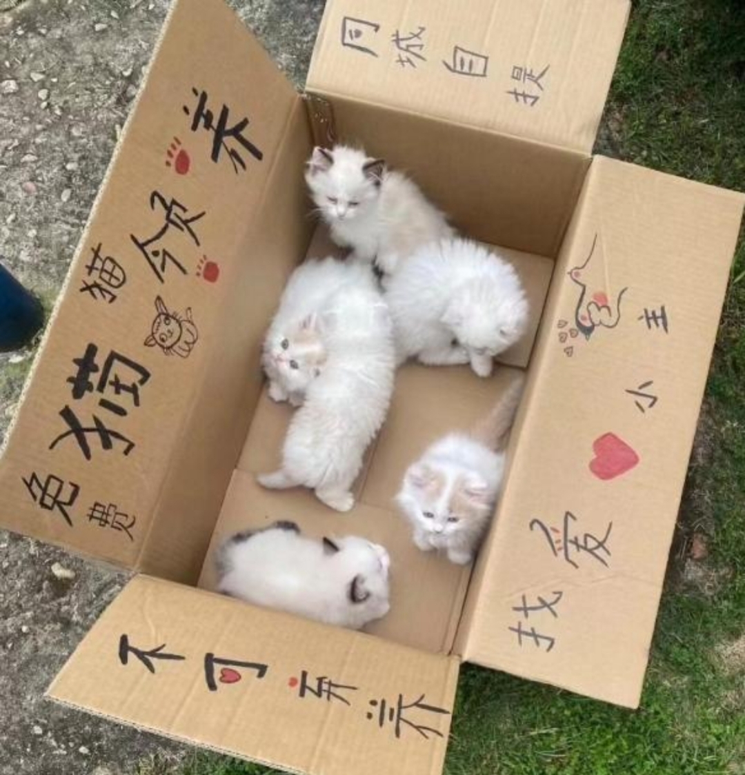 我看了几只都是宠物猫,市场价大概2000左右吧!这种免费的可以信吗?