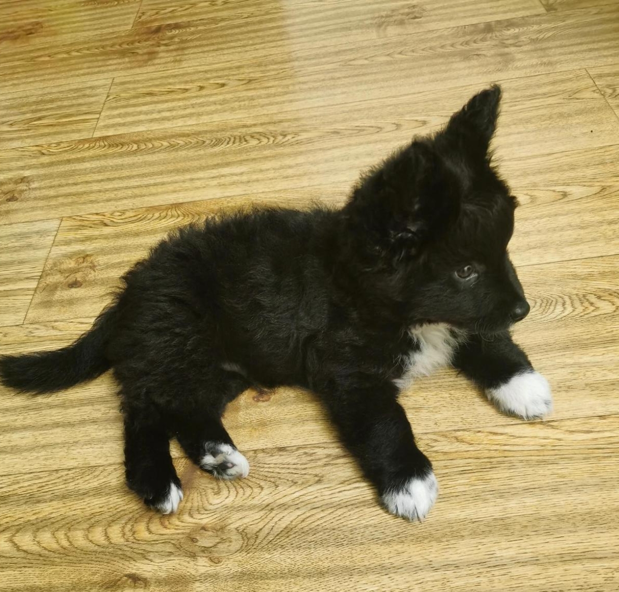 我看着有点像边牧,像西游记里面的黑熊怪,叔叔非要说是串串,两百拿下