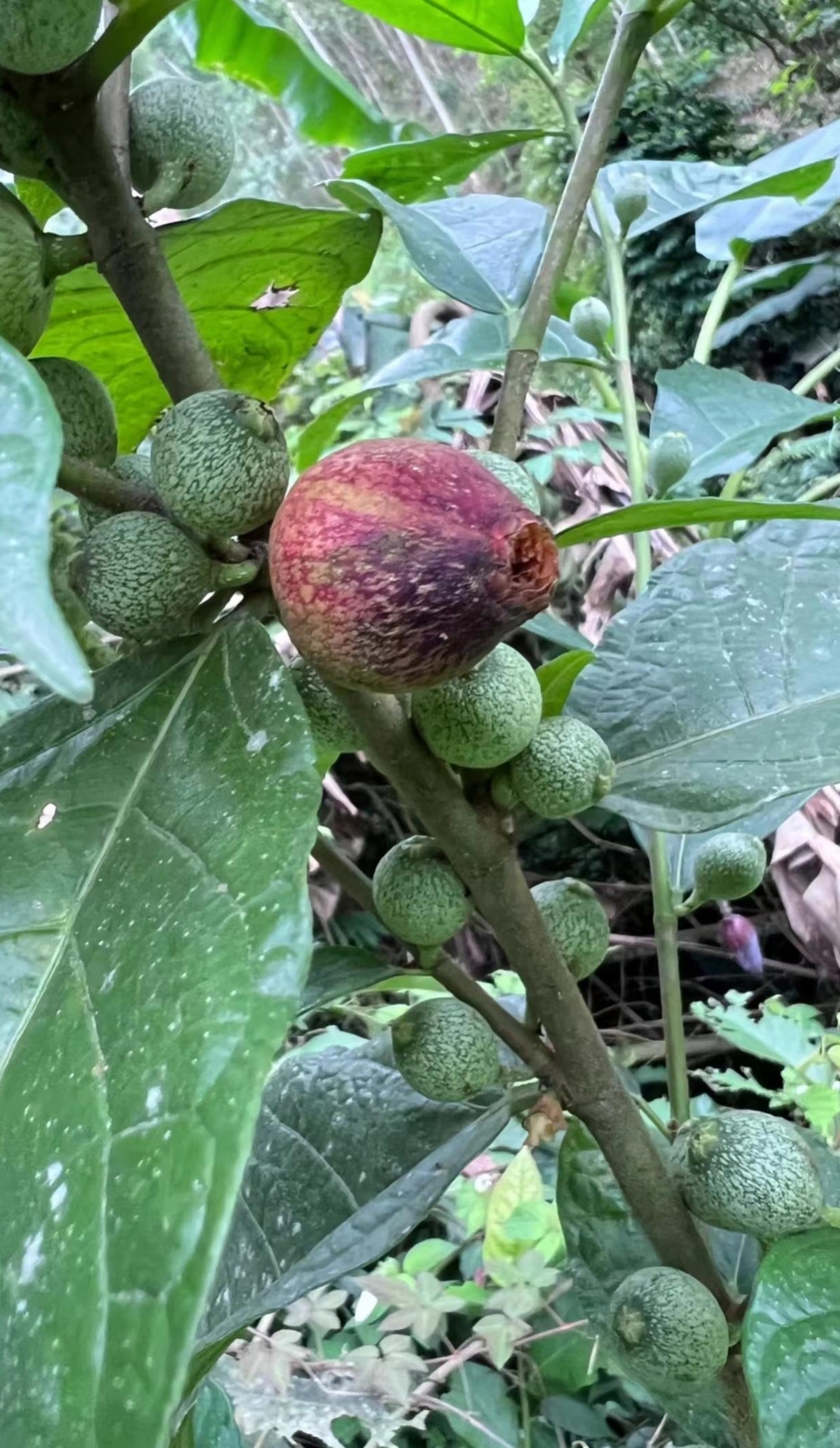 今天公司团建发现的树,朋友说是野生的无花果树.