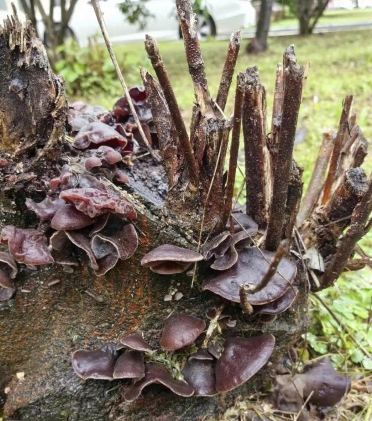 野生的木耳吃了应该没事吧!