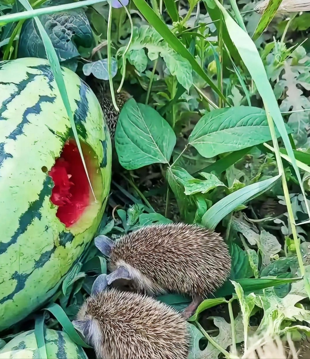 这是语文课本中的猹吗?