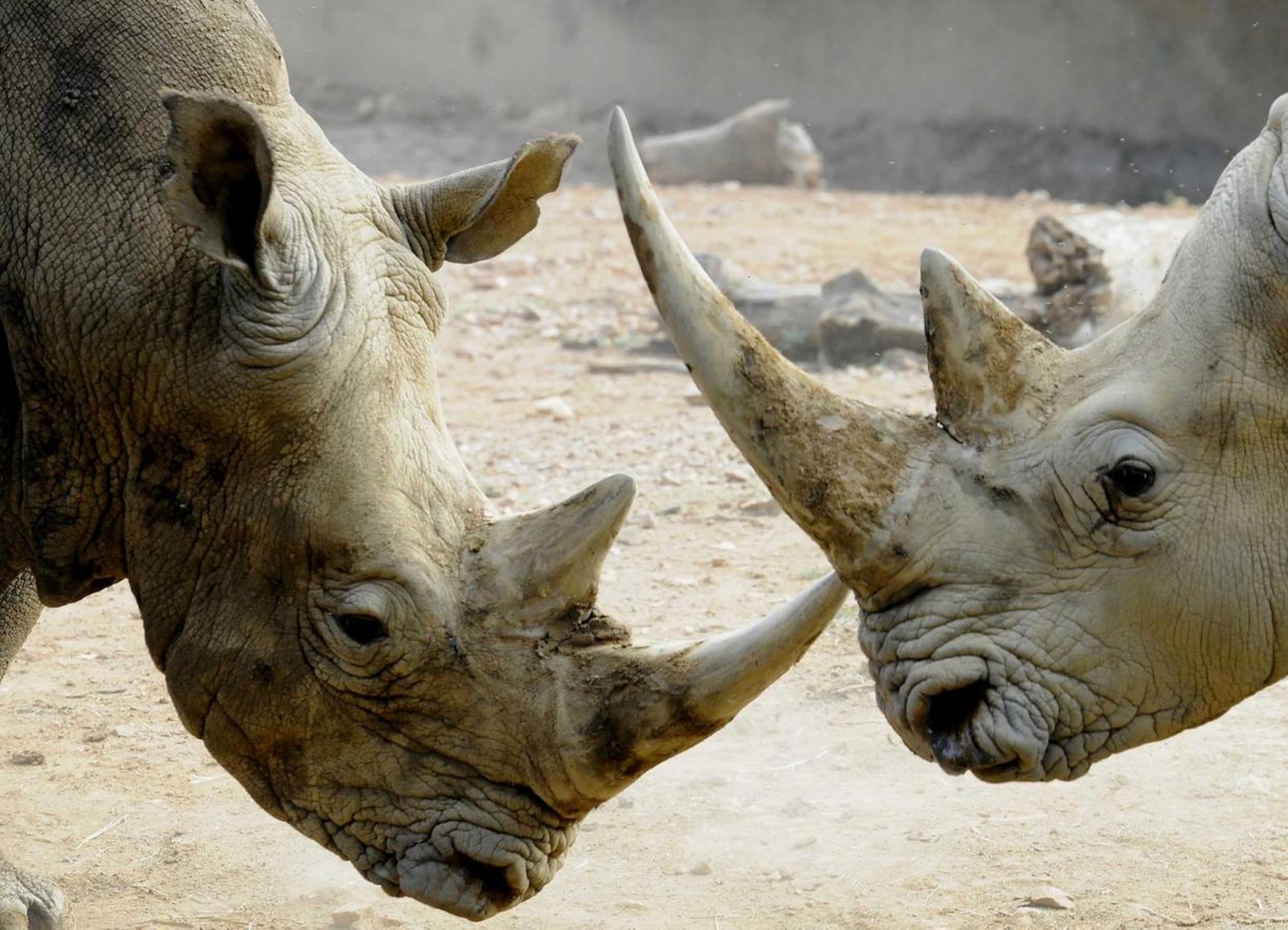 非洲犀牛🐮自2012年以来 第1次有所回升 棒棒哒!