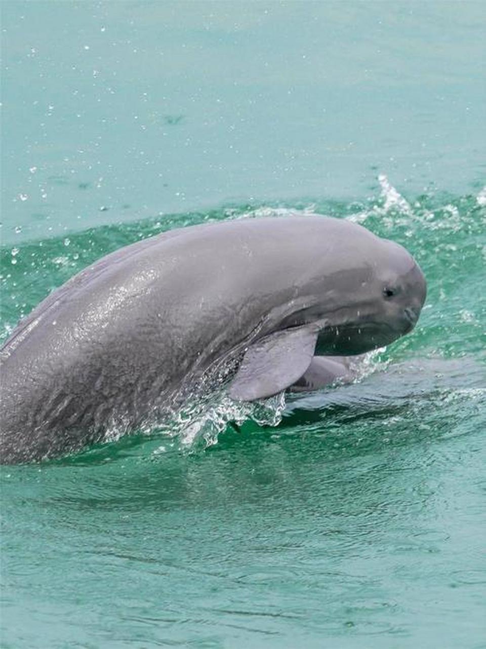 上个世纪90年代的白鳍豚🐋已经功能性灭绝啦!