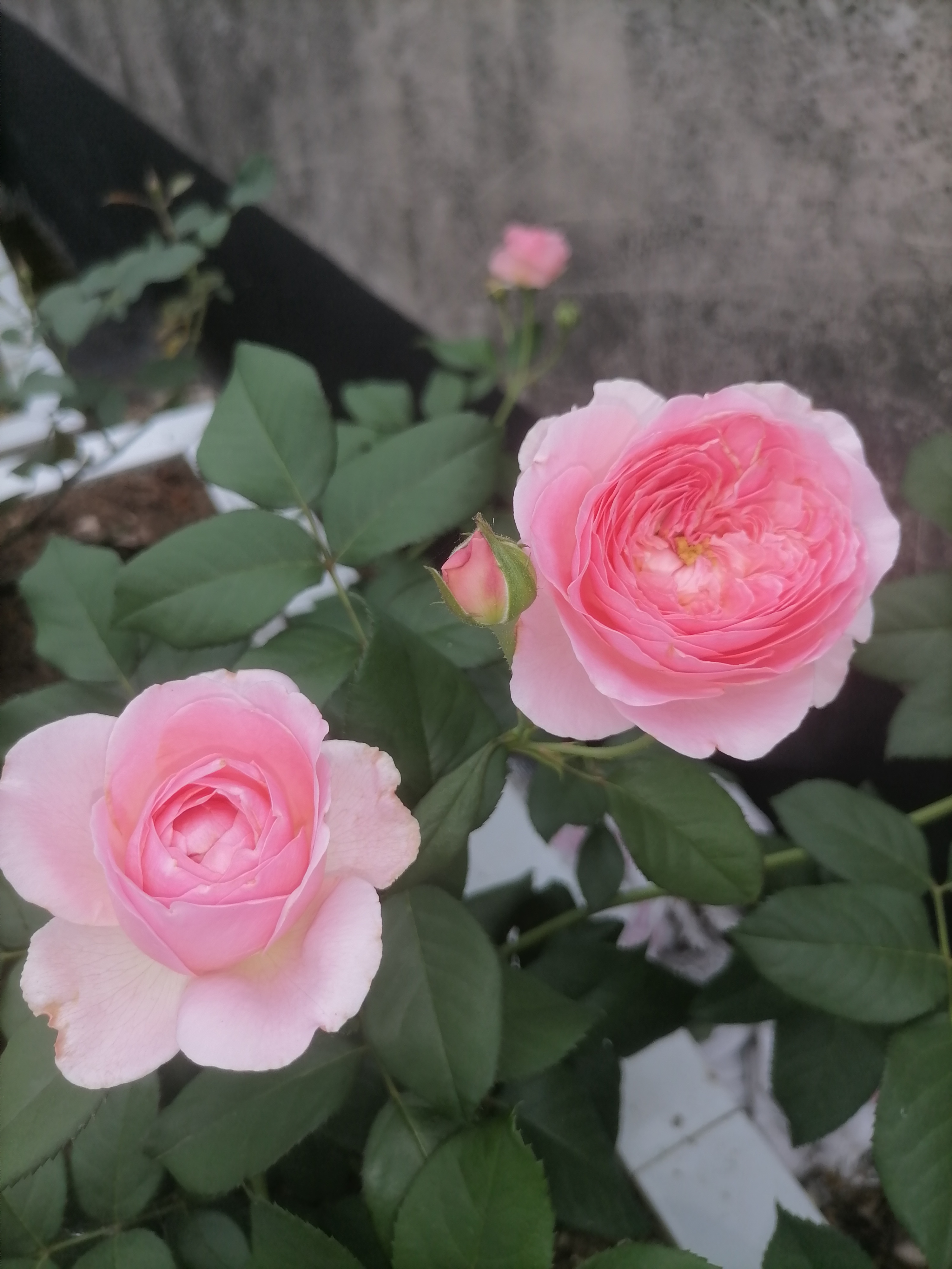 分享一个你觉得很幸福的瞬间# "这丛月季,我真心无法抗拒它的魅力.