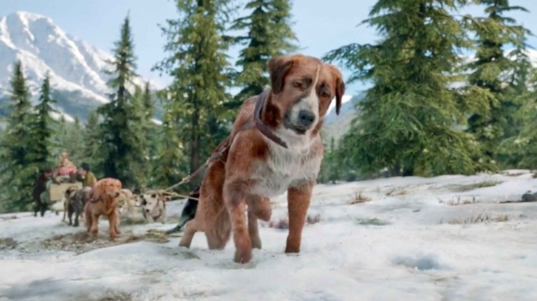 电影解说# 《野性的呼唤》电影讲述了一头灵犬被一个恶人买了拉雪橇
