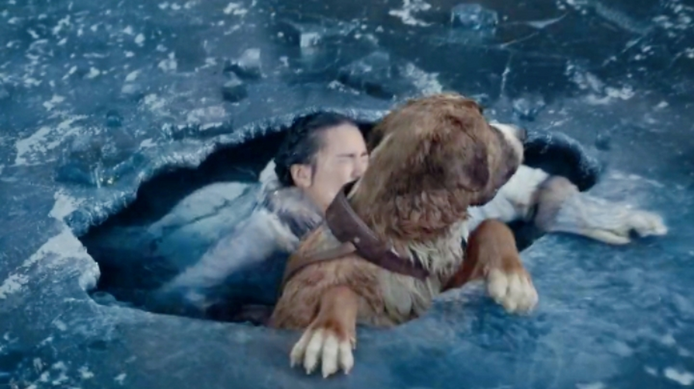 电影解说# 《野性的呼唤》影片讲述了一条有灵性的灵犬,它的名字叫