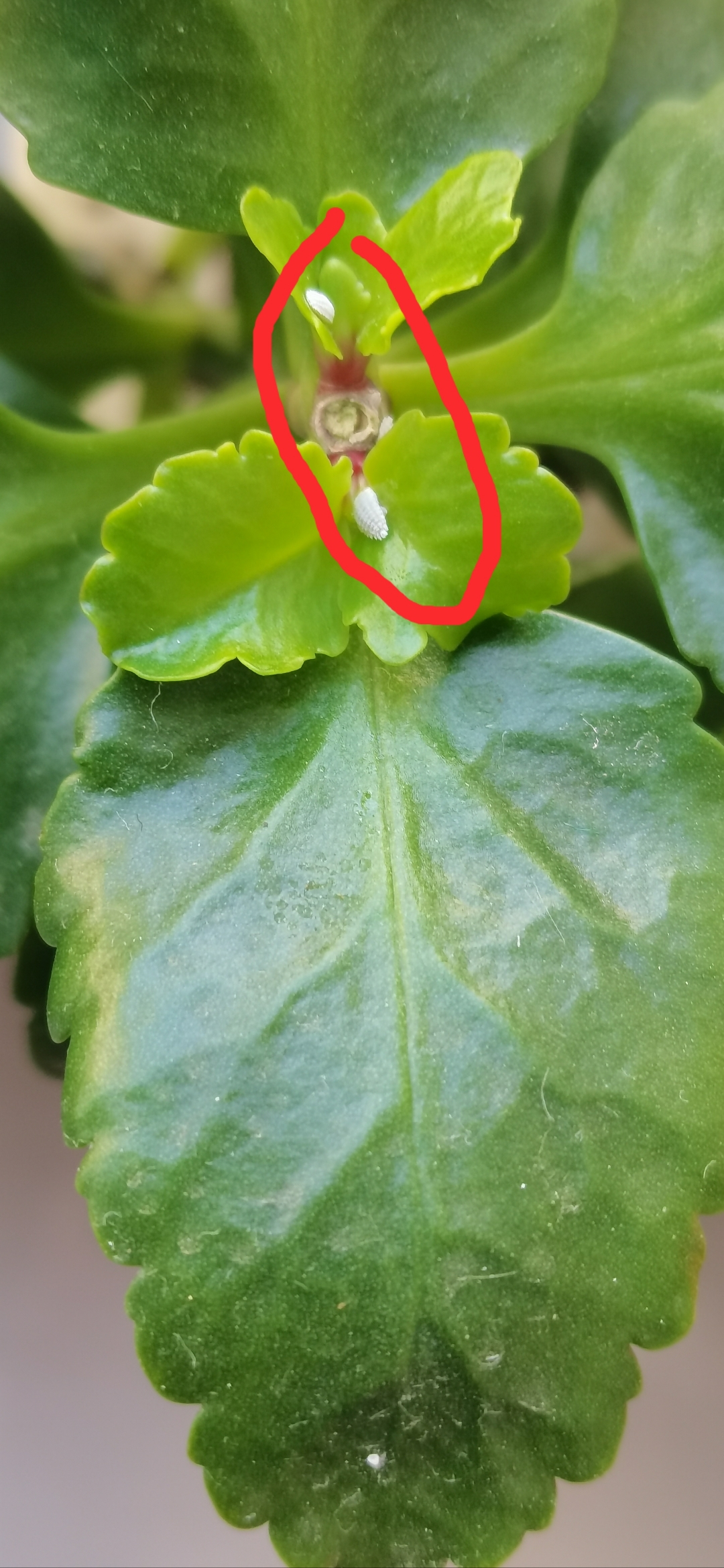 长寿花叶子上这是什么虫子?#养花