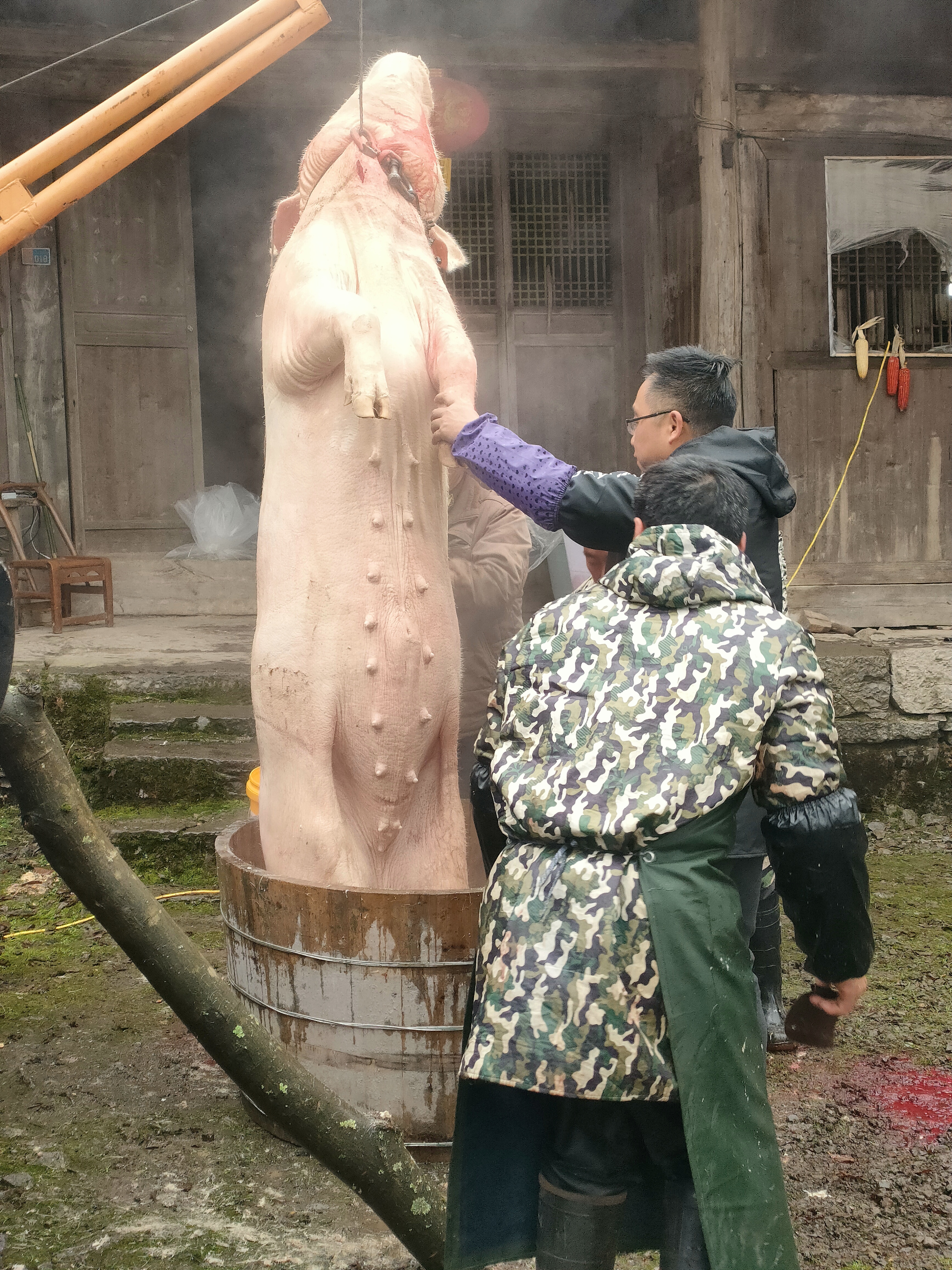 农村杀年猪照片图片