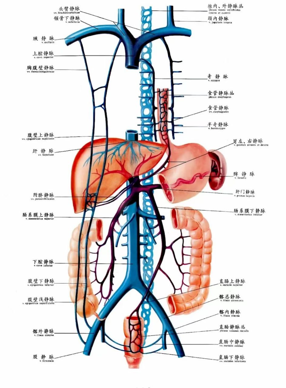 全身血液循环图#健康管理