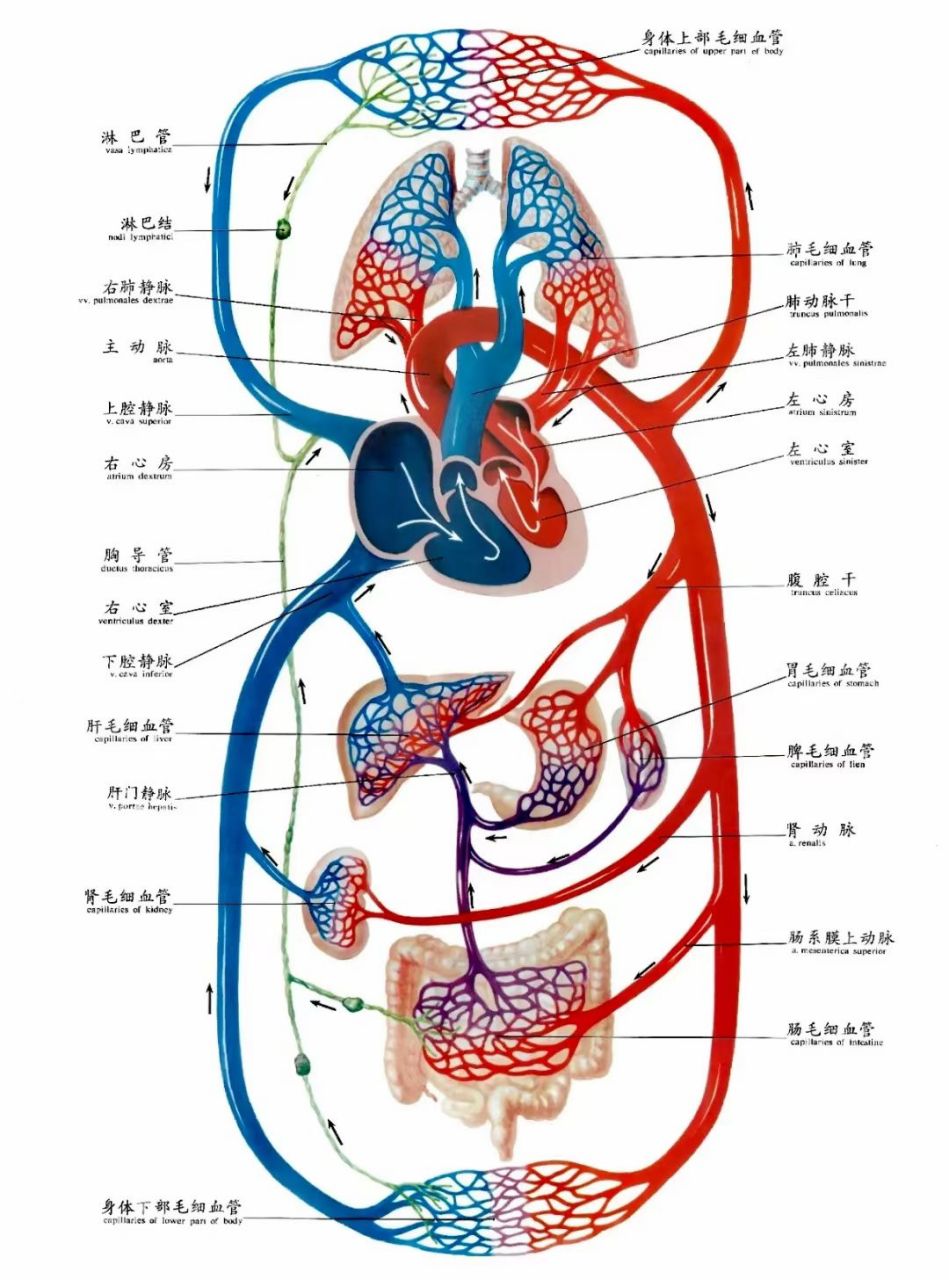 血液循环图简易示意图图片