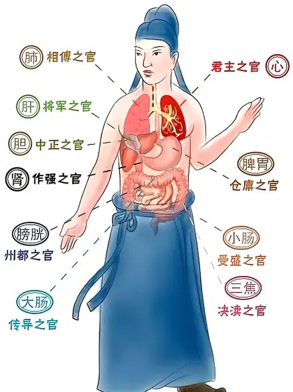 人体五脏六腑图位置图片