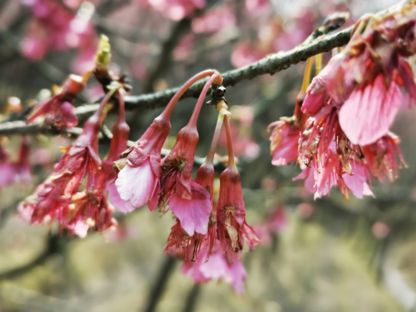 米积村樱花图片