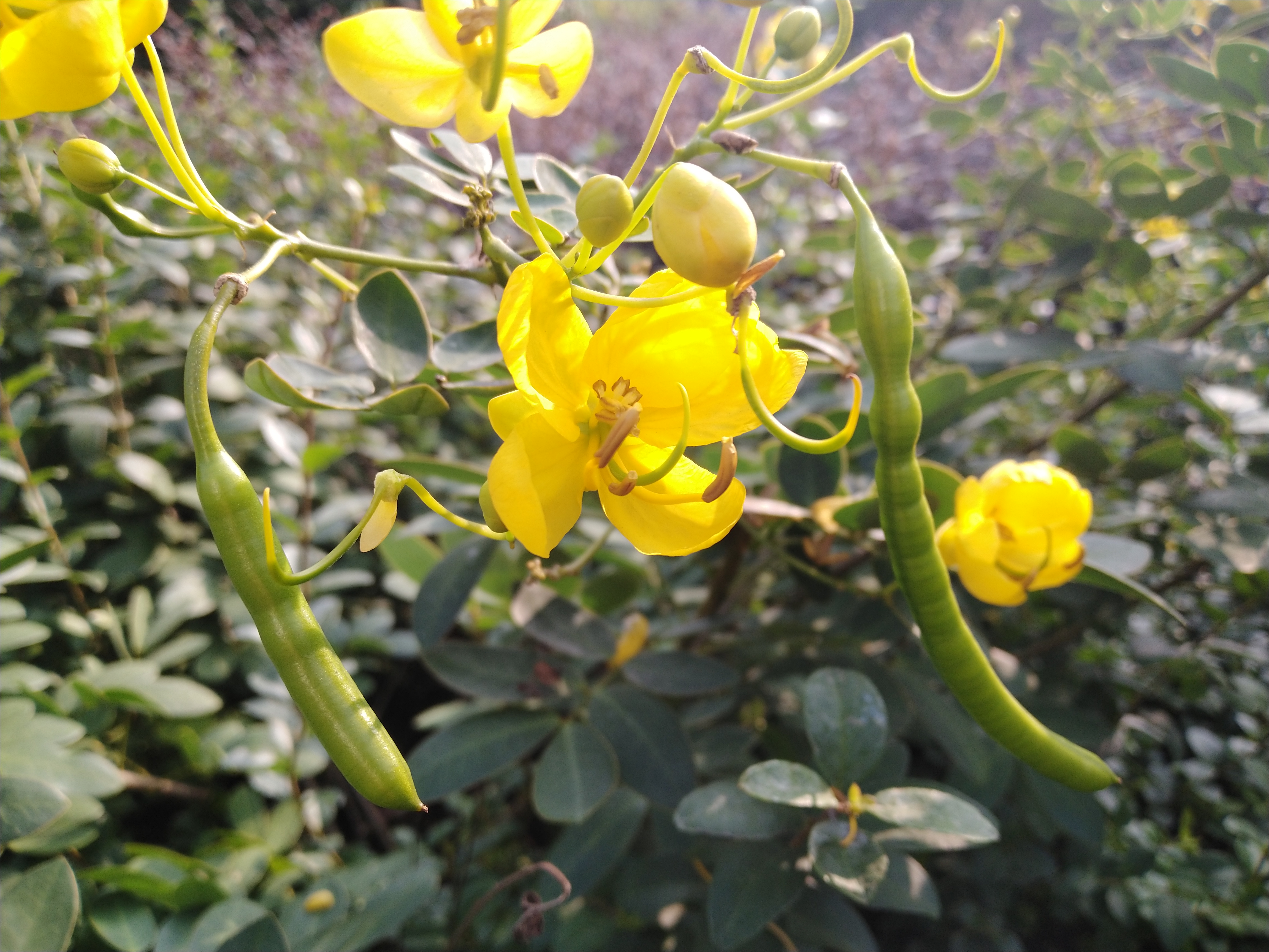 决明草怎么吃(决明子草决明的功效与作用)