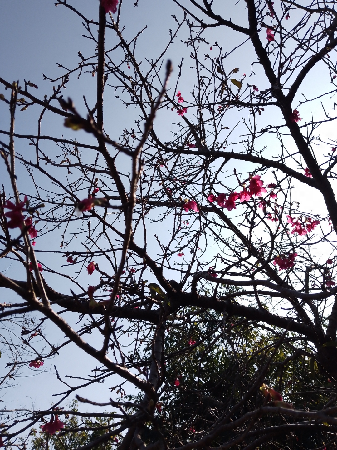 早春 宋·白玉蟾 南枝才放两三花,雪里吟香弄粉些