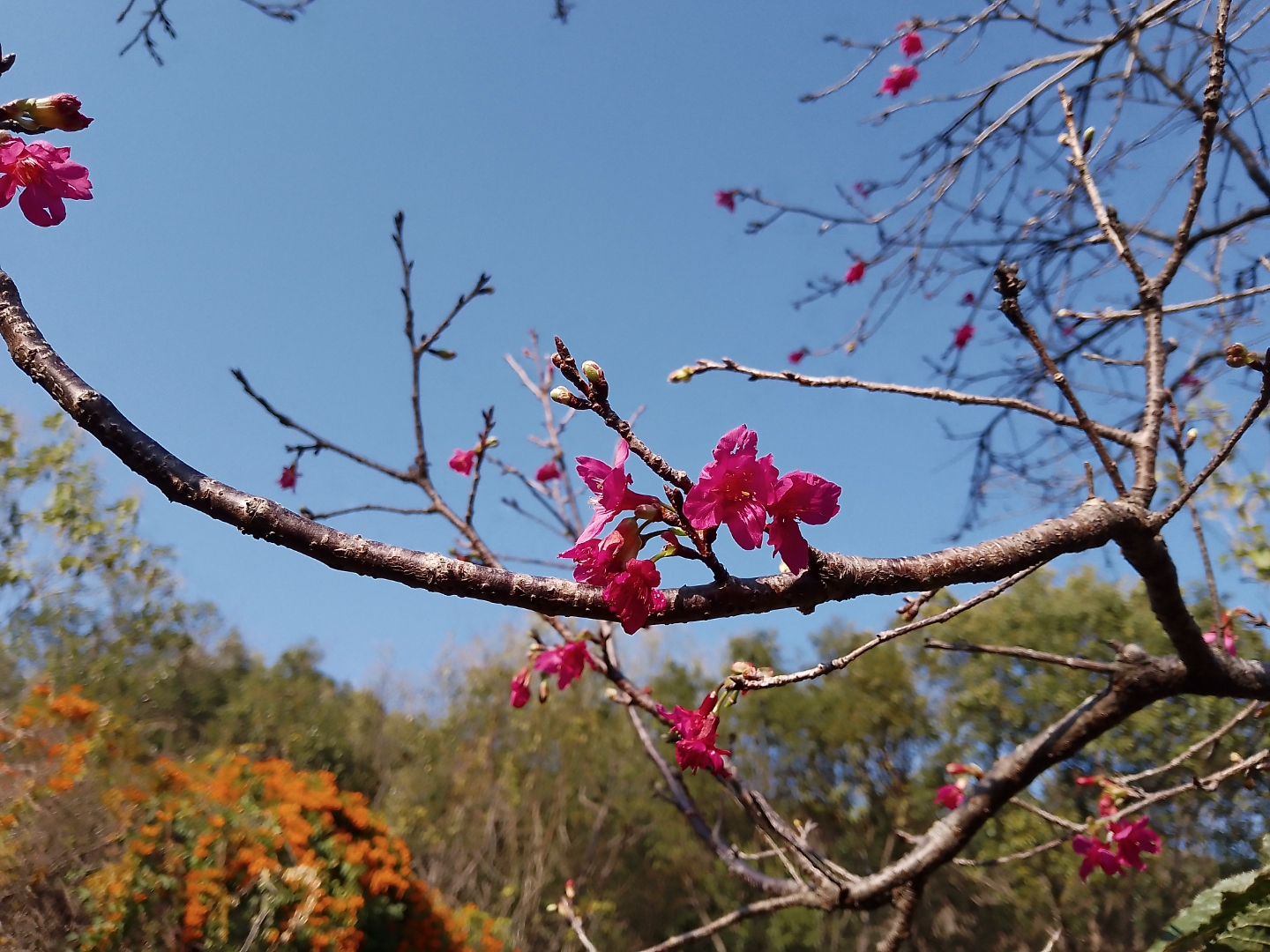 早春 宋·白玉蟾 南枝才放两三花,雪里吟香弄粉些