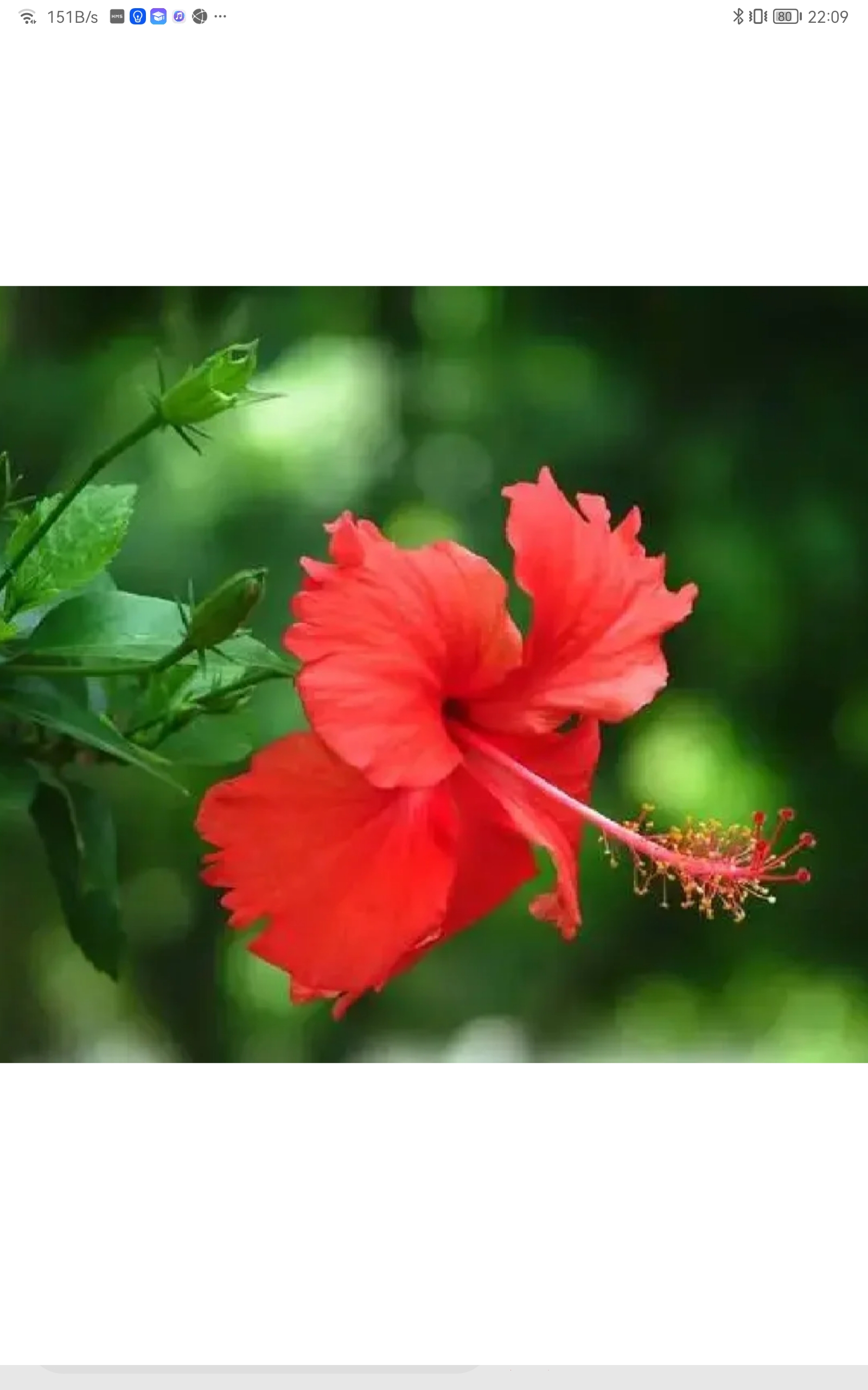 朱槿花精灵王扶桑.