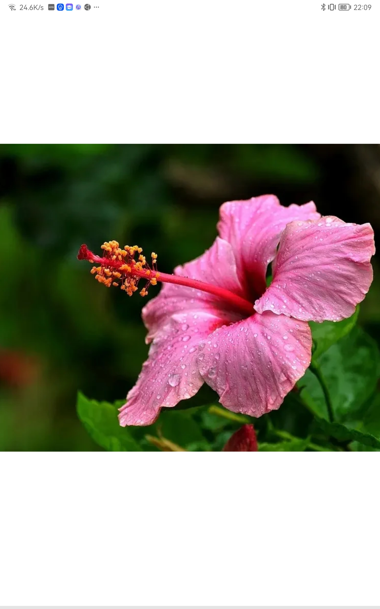 朱槿花精灵王扶桑.