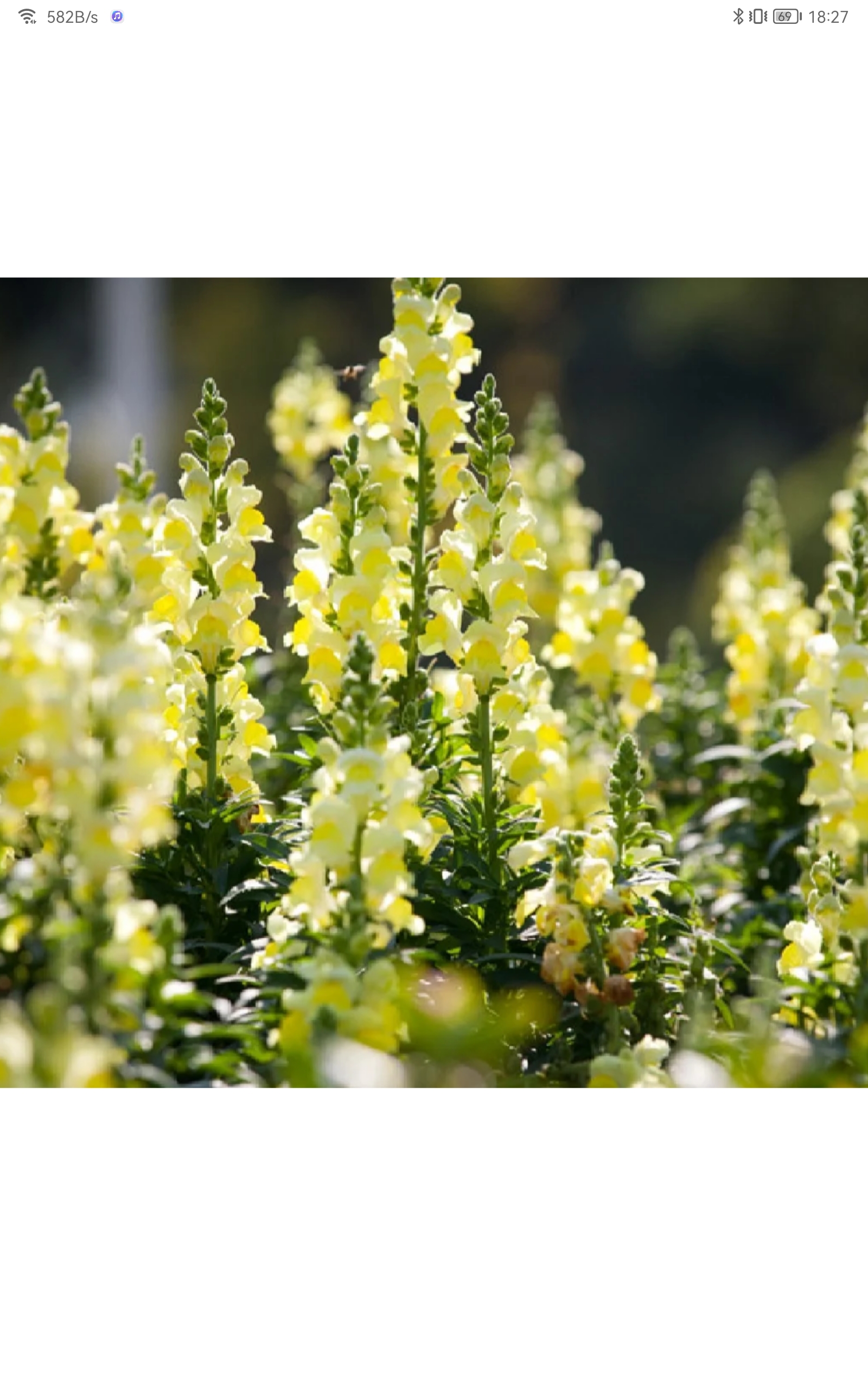 金鱼草精灵王龙雀