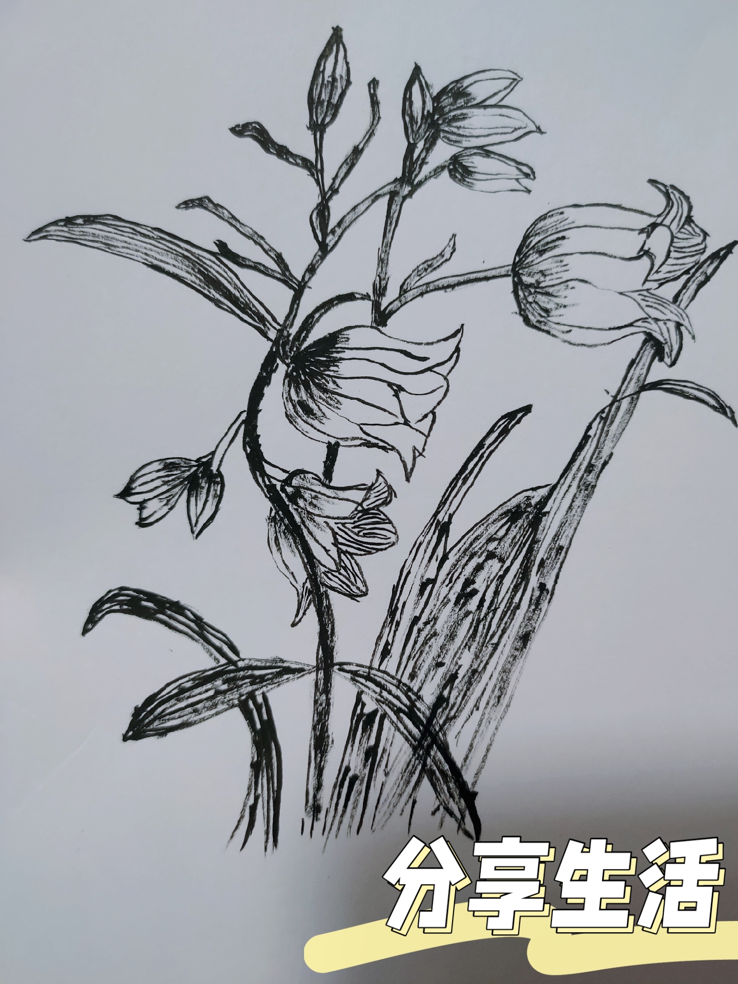 枸杞花简笔画植物素描画苍月草怎么画