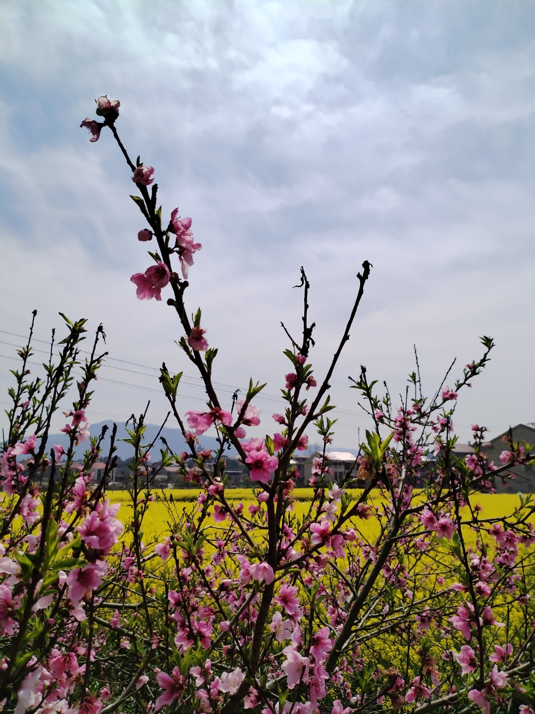 油菜花看多了,来几张桃花的照片吧!#春日生活记录