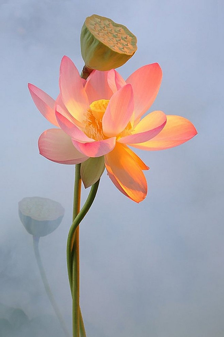 愿做菩萨那朵莲,心若菩提
