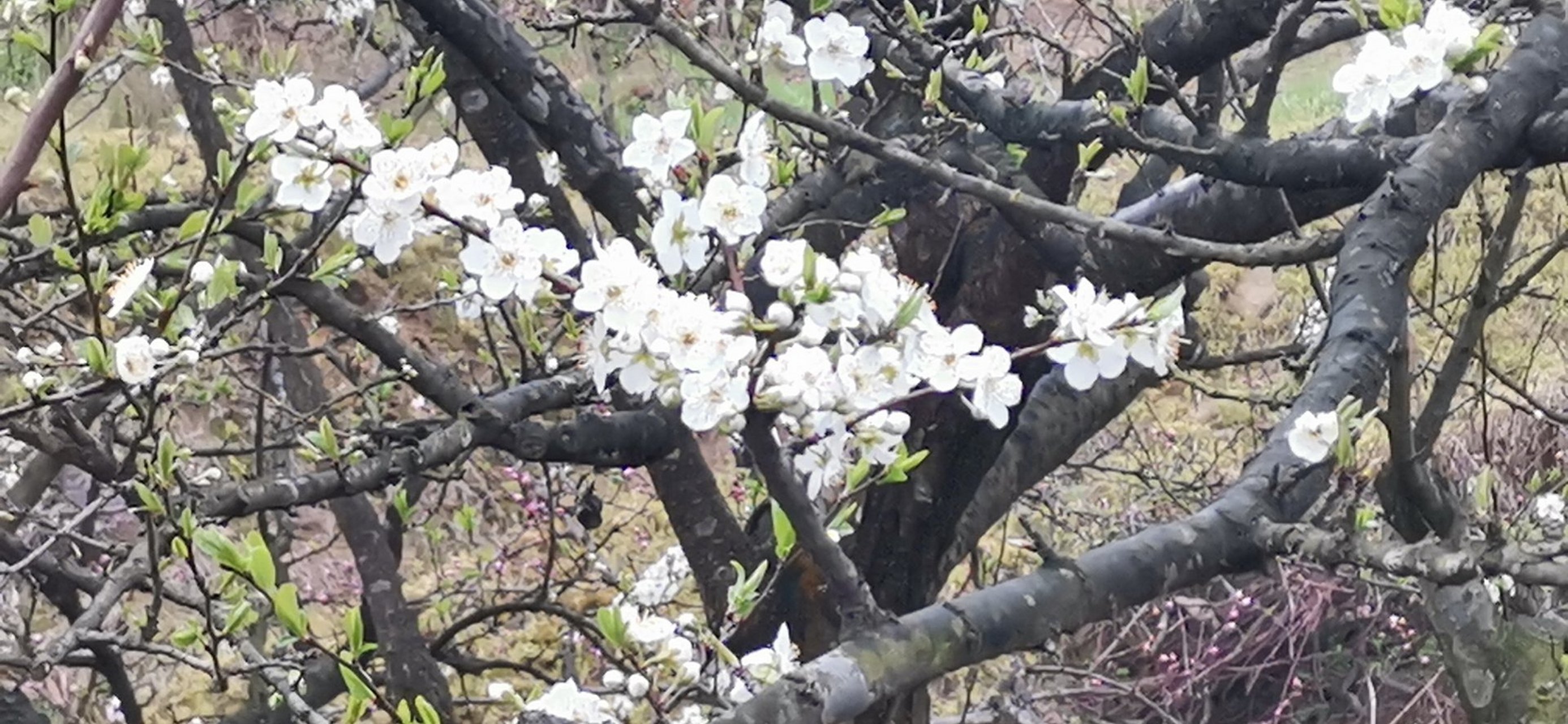 咏秦夫人良玉 屈大均〔清〕 巾帼勤王旧有名, 罗敷同姓亦同情.