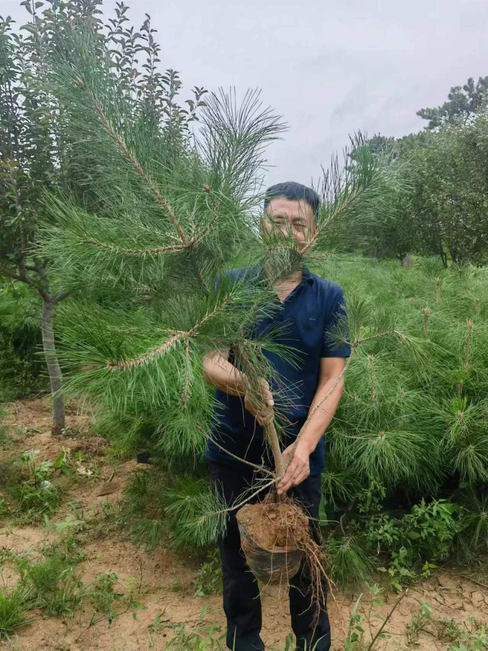 油松21杯苗福利福利出售