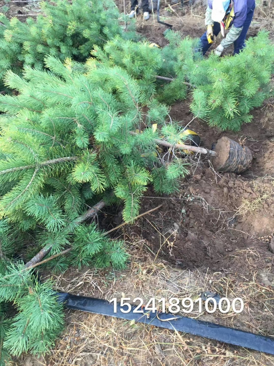 樟子松杯苗福利出售