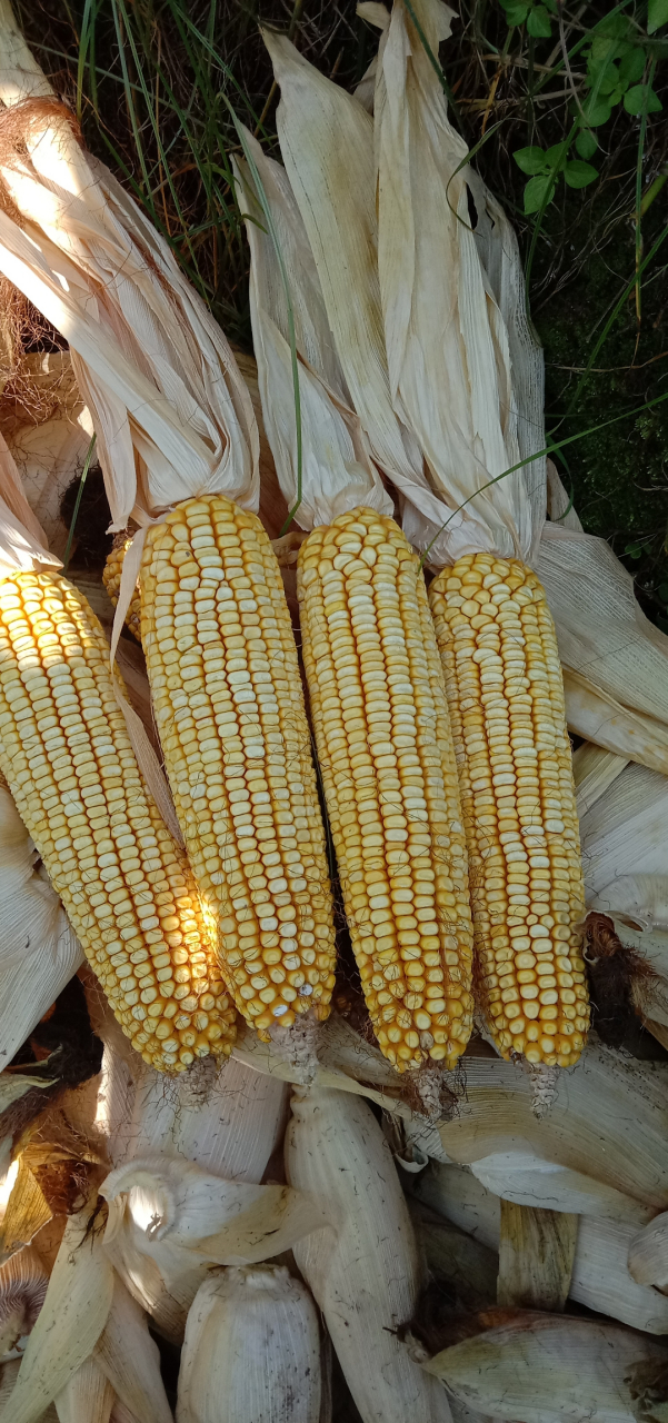 这个玉米还是可以的,品种仲玉5788.