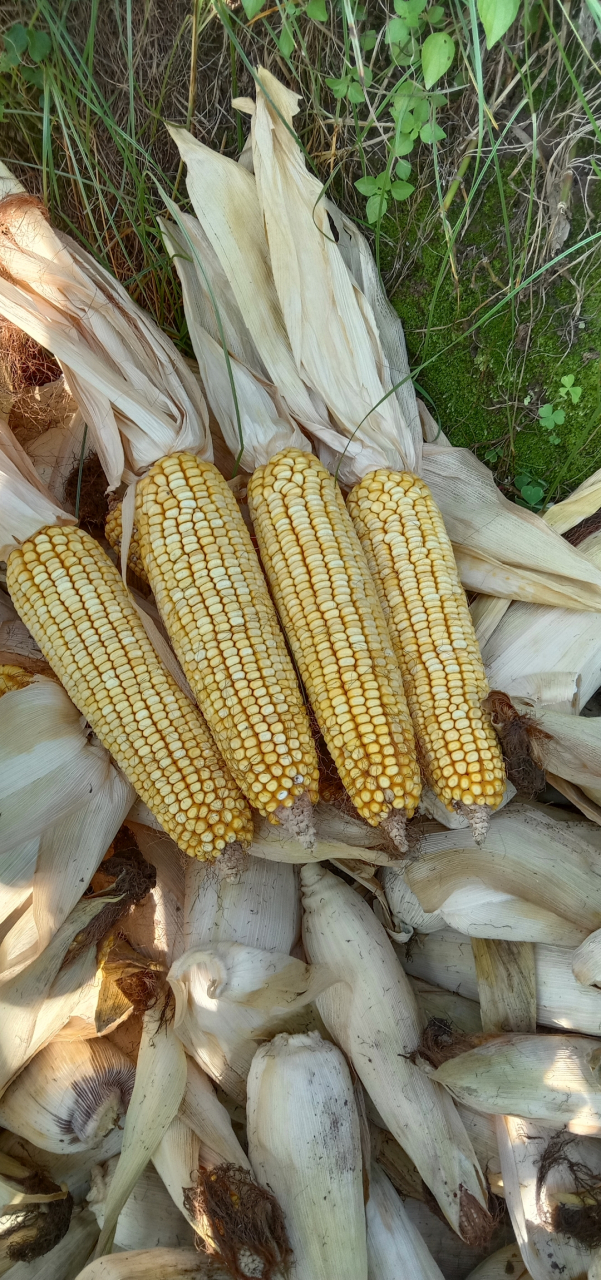 这个玉米还是可以的,品种仲玉5788.