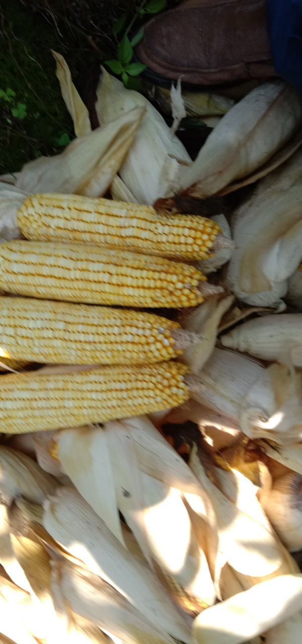 这个玉米还是可以的,品种仲玉5788.