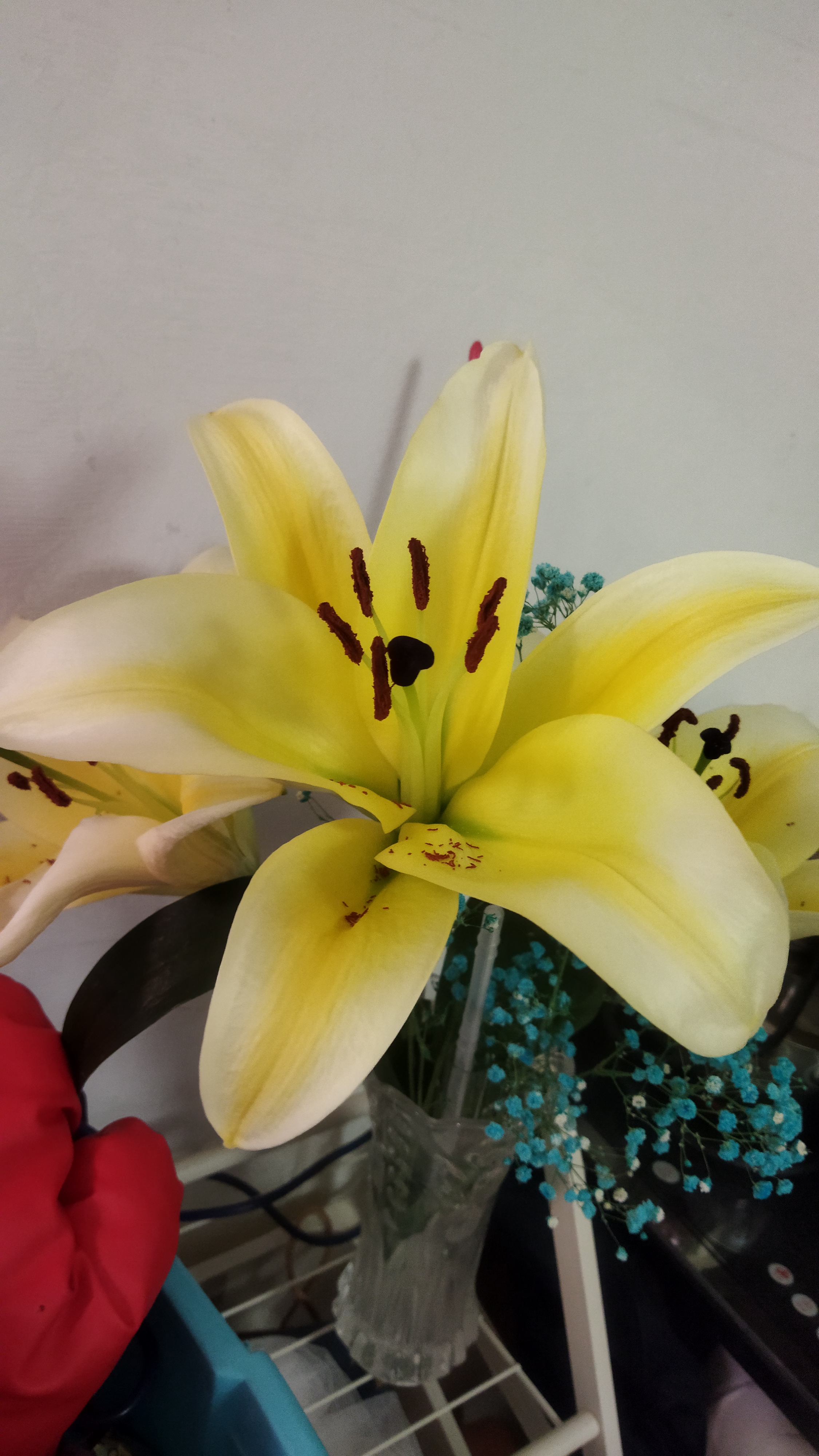 一片片金黄色的百合花花瓣向后轻轻翻卷着,清新脱俗,好像张开翅膀的