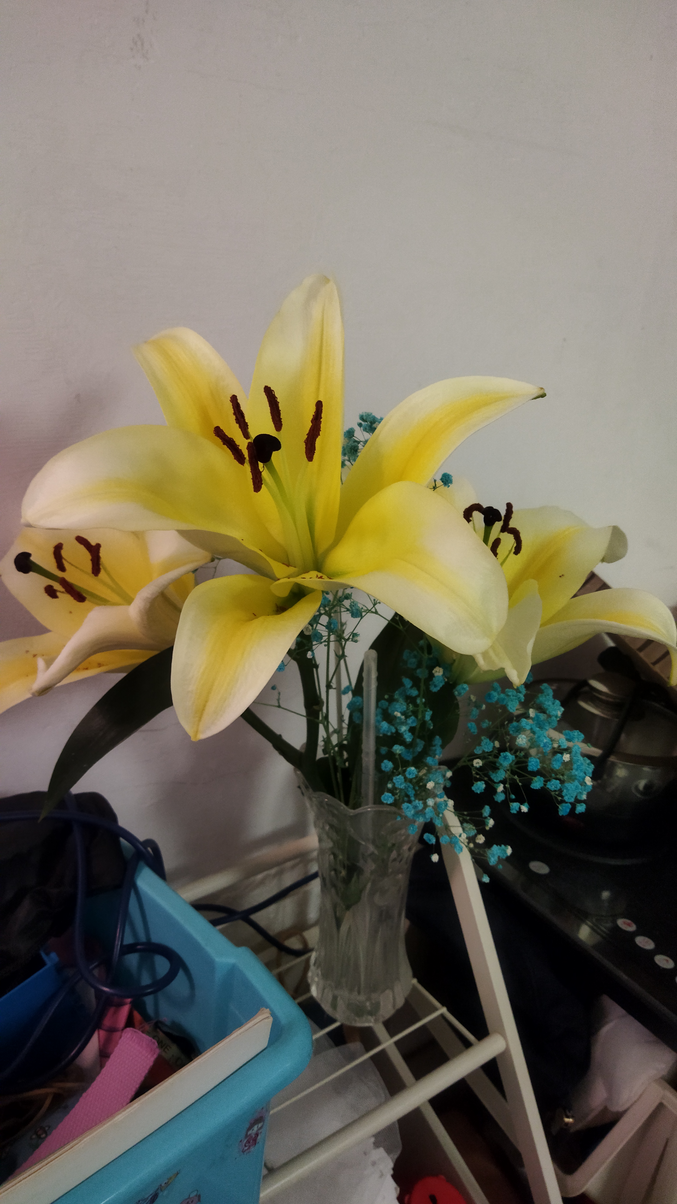 一片片金黄色的百合花花瓣向后轻轻翻卷着,清新脱俗,好像张开翅膀的