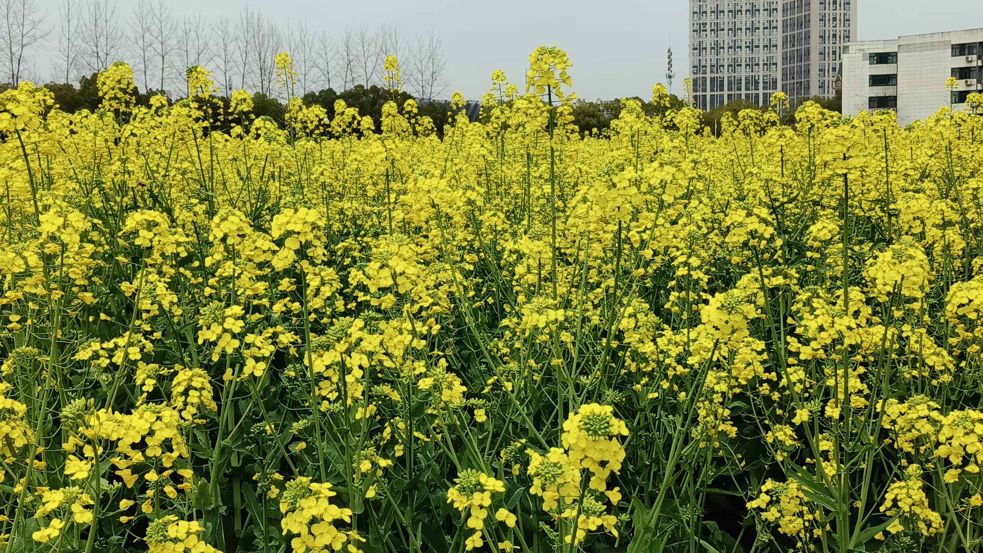 背景中的现代建筑,像是守护这片自然的卫士,与油菜花田形成了鲜明的